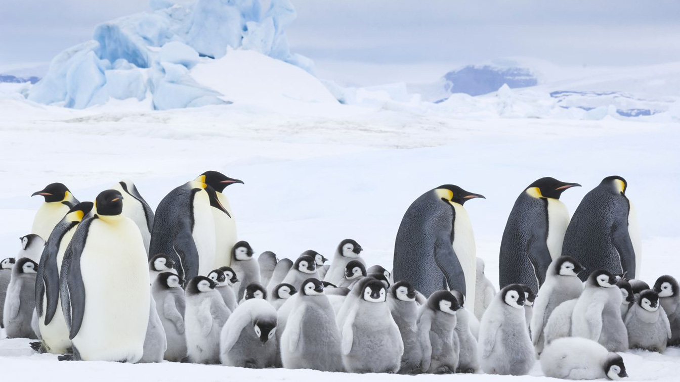 LA MARCIA DEI PINGUINI – IL RICHIAMO (Luc Jacquet) Jacquet torna a filmare i pinguini dell'Antartide