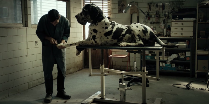 DOGMAN (Matteo Garrone) Noir cupo con la forza della tragedia classica