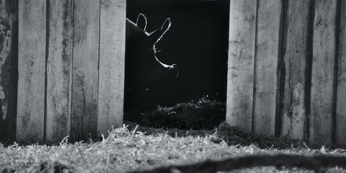 GUNDA (Victor Kossakovsky) La fattoria degli animali