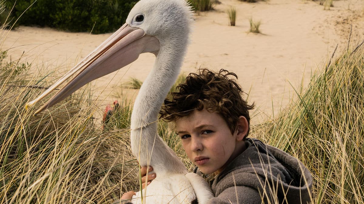 STORM BOY – IL RAGAZZO CHE SAPEVA VOLARE (Shawn Seet) Un pellicano per amico