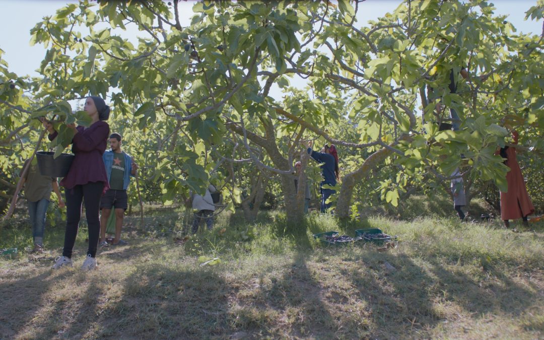 IL FRUTTO DELLA TARDA ESTATE (Erige Sehiri) La vita sotto a un albero
