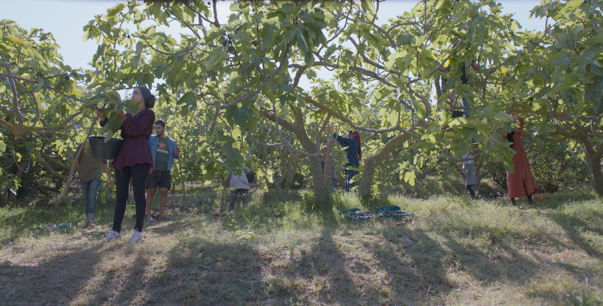 IL FRUTTO DELLA TARDA ESTATE (Erige Sehiri) La vita sotto a un albero