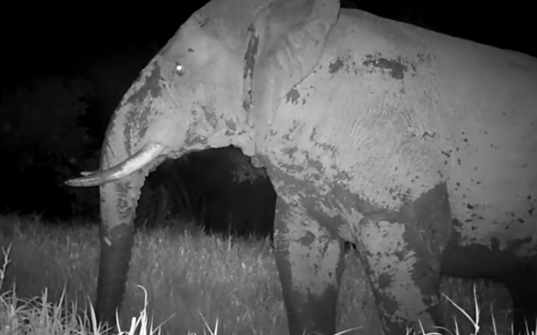 GHOST ELEPHANTS la recensione del film di Werner Herzog Il sogno come orizzonte della ricerca
