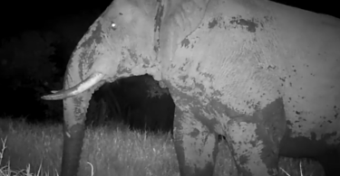Ghost Elephants