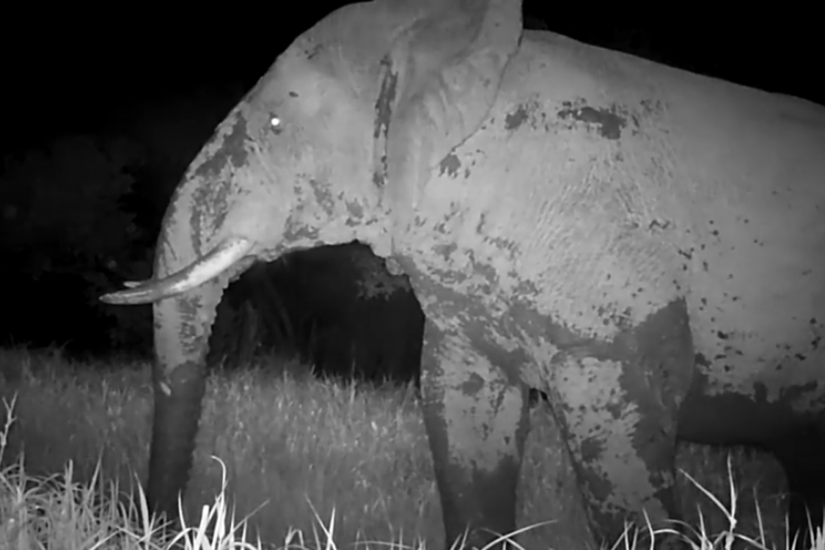 GHOST ELEPHANTS la recensione del film di Werner Herzog Il sogno come orizzonte della ricerca