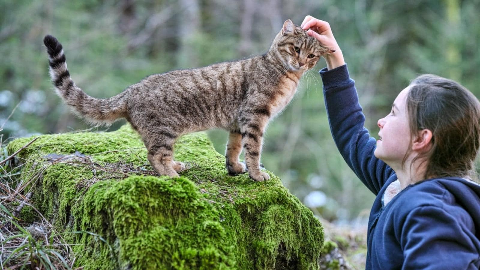 vita da gatto film sulla libertà